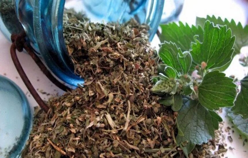 Как использовать кошачью мяту сухую