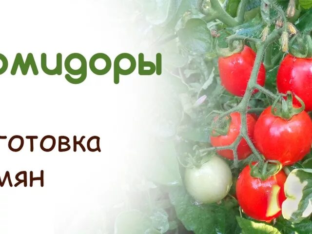 Сохранить семена томатов. Заготовка семян томатов. Семена томатов заготовки. Семена помидор. Семена из помидор.