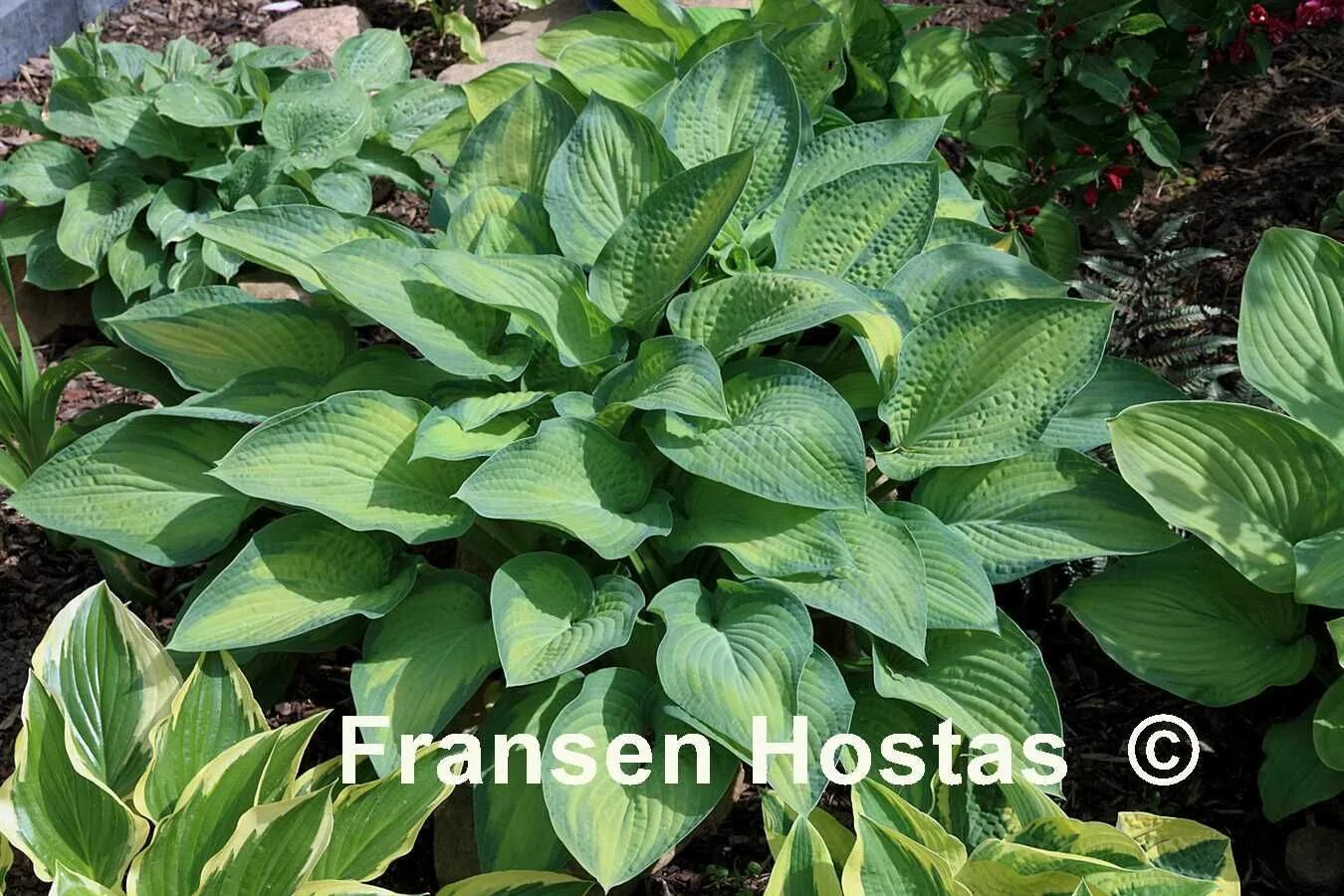 Паулс глори. Хоста Паулс Глори. Hosta `Paul`s Glory`). Хоста Pauls Paul's Glory.