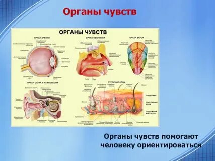 Запиши название всех органов чувств