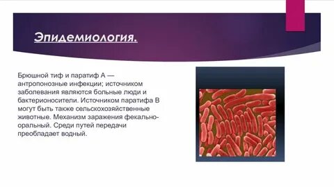 Тиф источник инфекции
