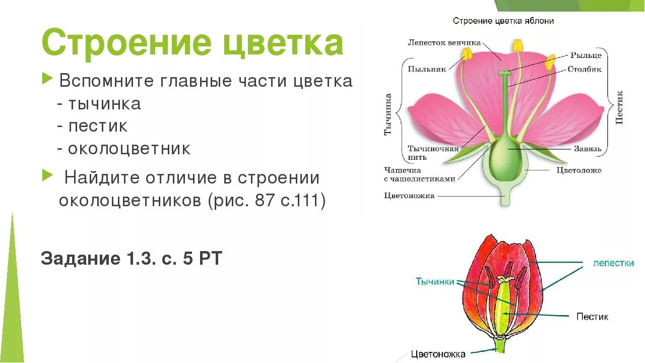 Какой орган является. Строение цветка яблони биология 6 класс. Строение цветка схема 6 класс биология. Цветок и его строение 6 класс биология. Строение цветка тюльпана схема 6 класс биология.