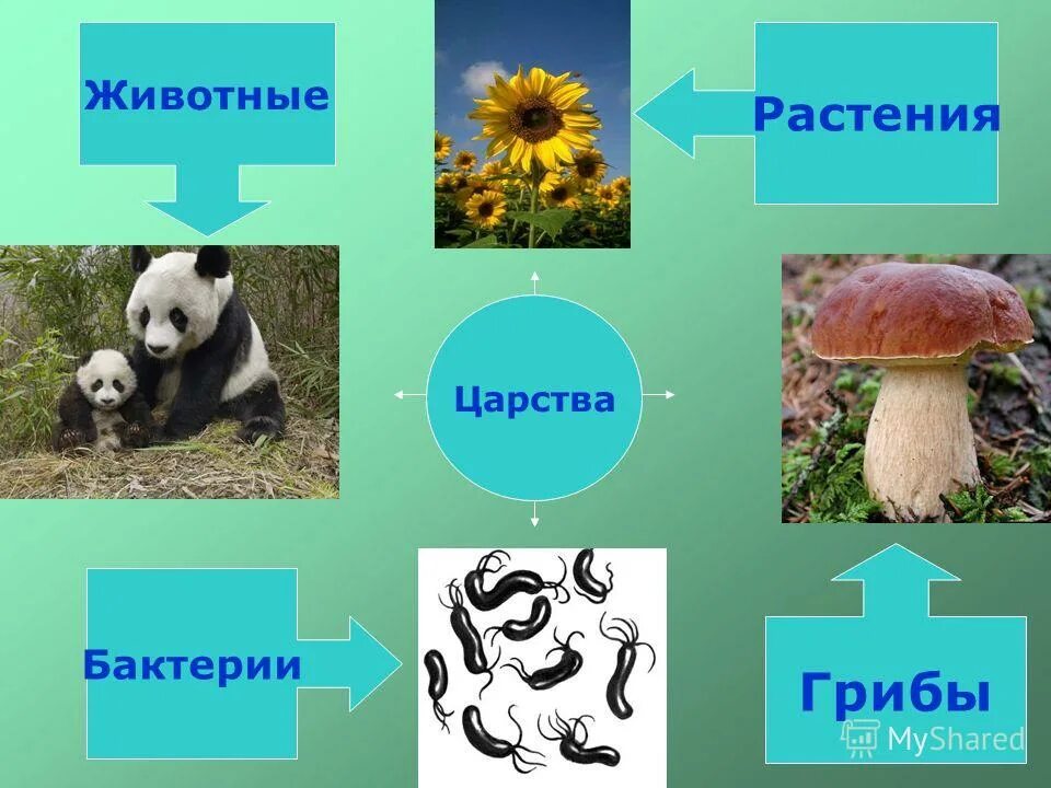 Грибы и бактерии биология 5 класс