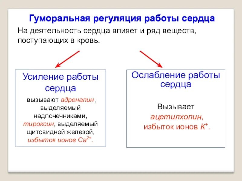 Гуморальная регуляция работы сердца человека. Гуморальная регуляция сердца физиология. Гуморальный механизм регуляции сердца. Гуморальная регуляция сердечной деятельности осуществляется. Влияние гормонов на деятельность сердца.