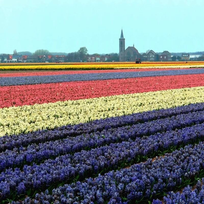 Где тюльпановые поля. Тюльпановые поля в Голландии. Амстердам тюльпановые поля. Плантации тюльпанов в Голландии. Нидерланды цветочные плантация.