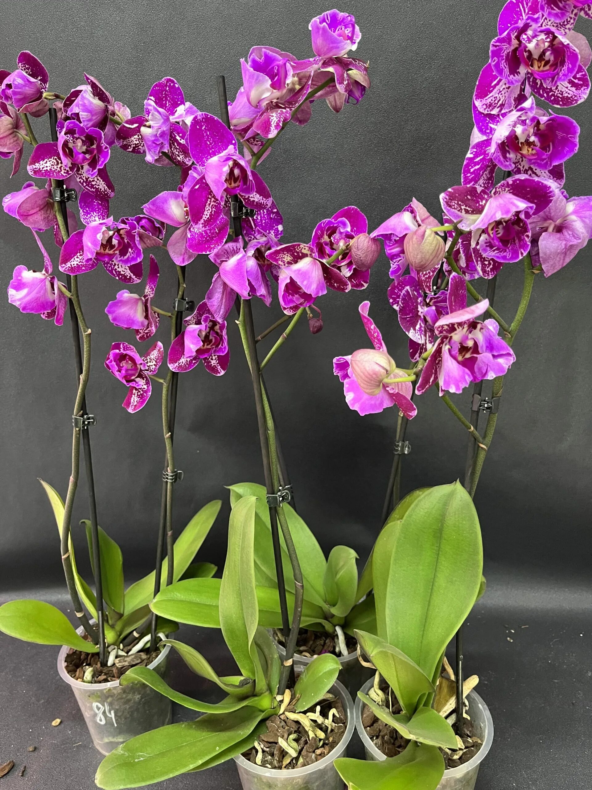 Чудесные орхидеи интернет. Орзидея. Орхидея los andes. Цветок бабочка фаленопсис. Фаленопсис frontera.