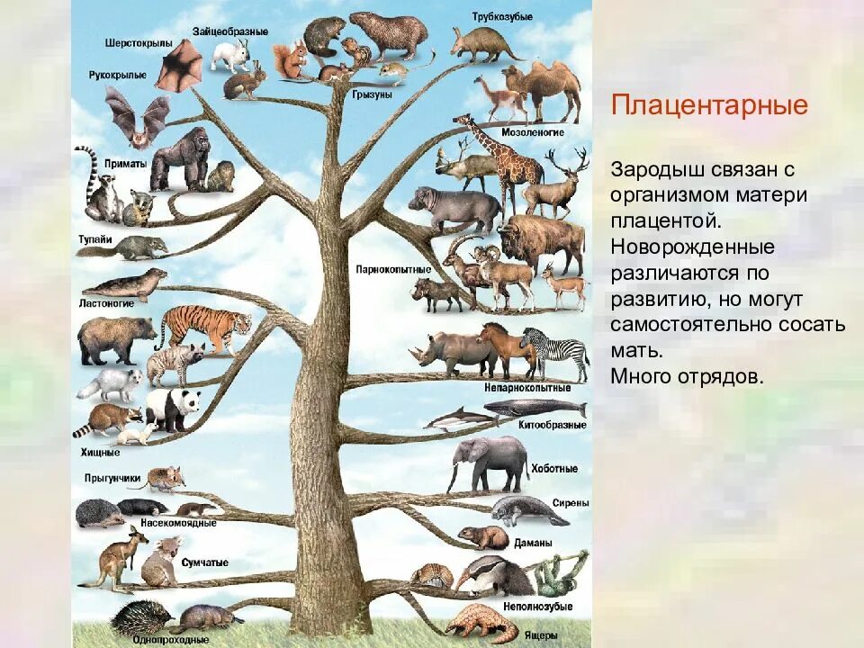 Плацентарные млекопит это. Высшие плацентарные животные. Плацентарные звери представители. Отряды млекопитающих плацентарных животных.