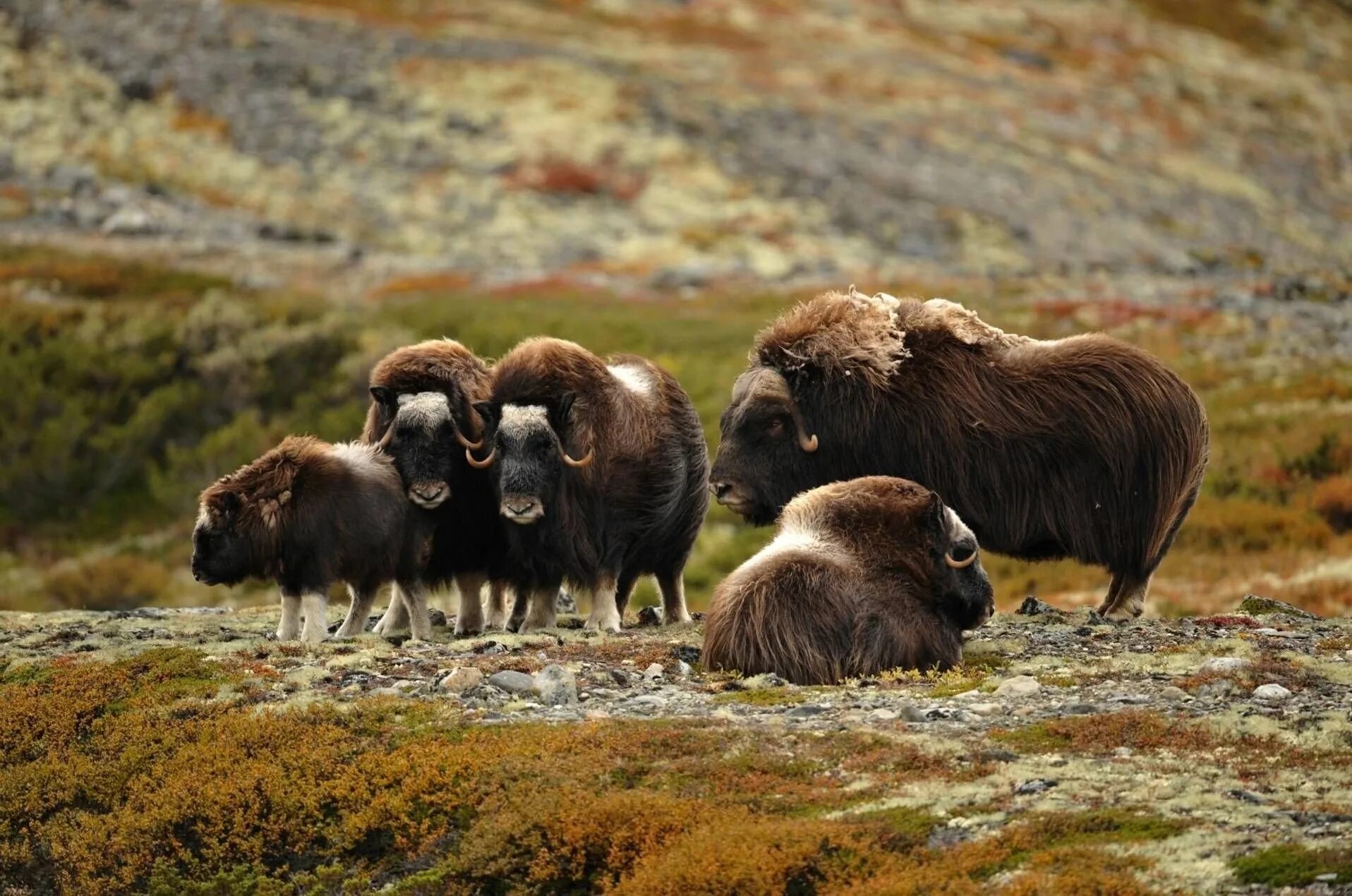 Какие животные встречаются в америке. Мускусный овцебык. Овцебык эндемик. Овцебык в Северной Америке. Овцебык на Таймыре.