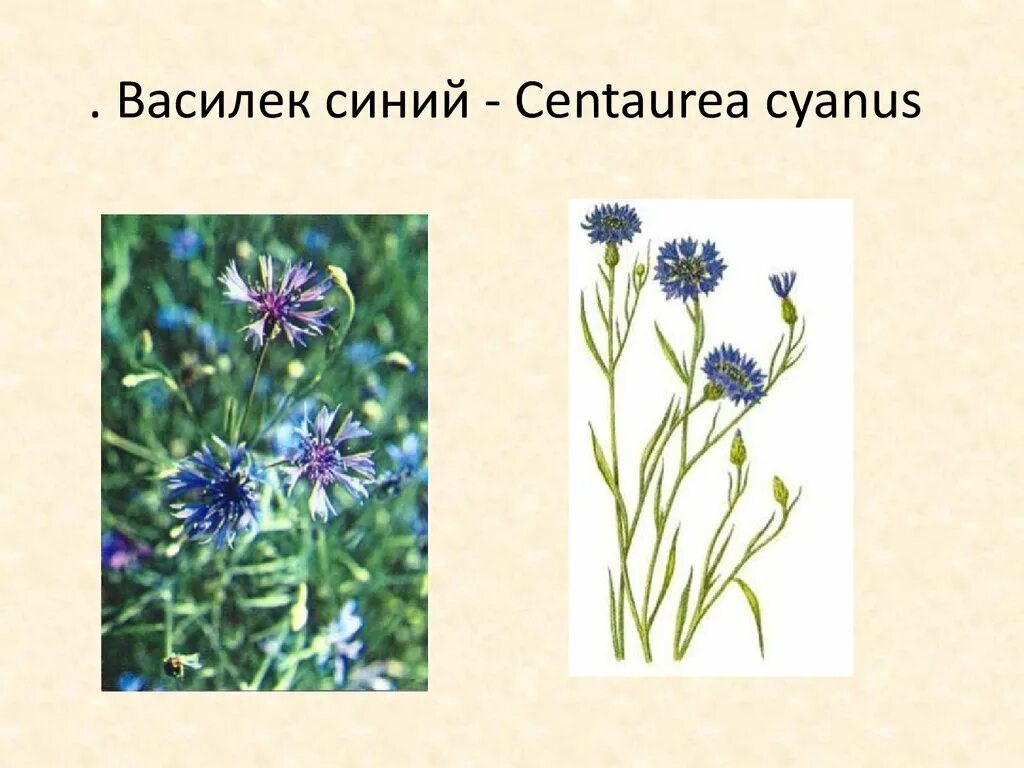 Какой тип питания характерен для василька. Василек синий Фармакогнозия. Василек синий (Centaurea cyanus) сорняк. Василек Фармакогнозия. Строение василька синего.