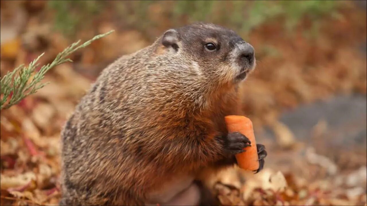 Млекопитающее отряда грызунов. Отряд млекопитающих грызуны. Животные семейства грызунов. Млекопитающее отряда грызунов. Маньчжурская пищуха.