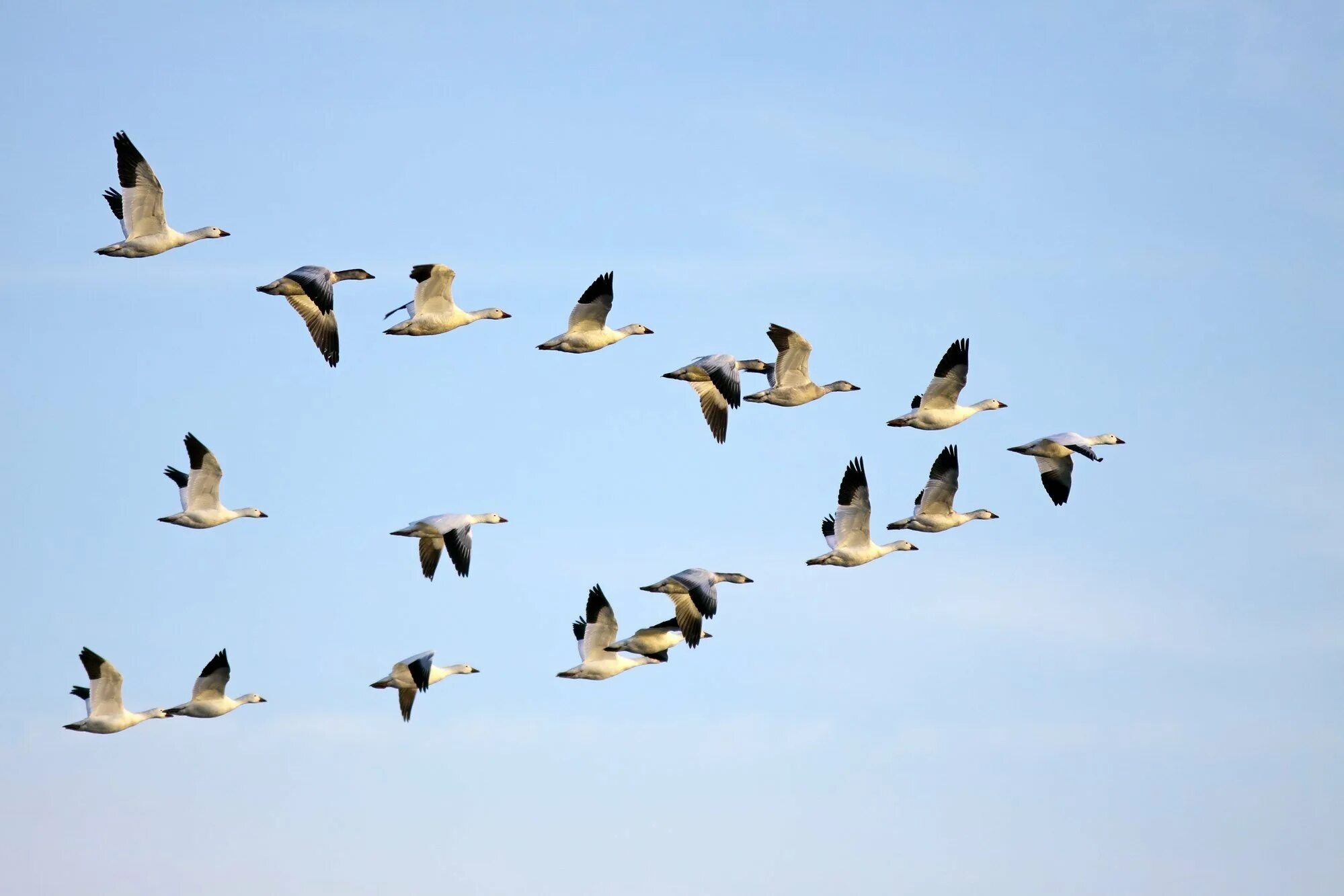 Migrate