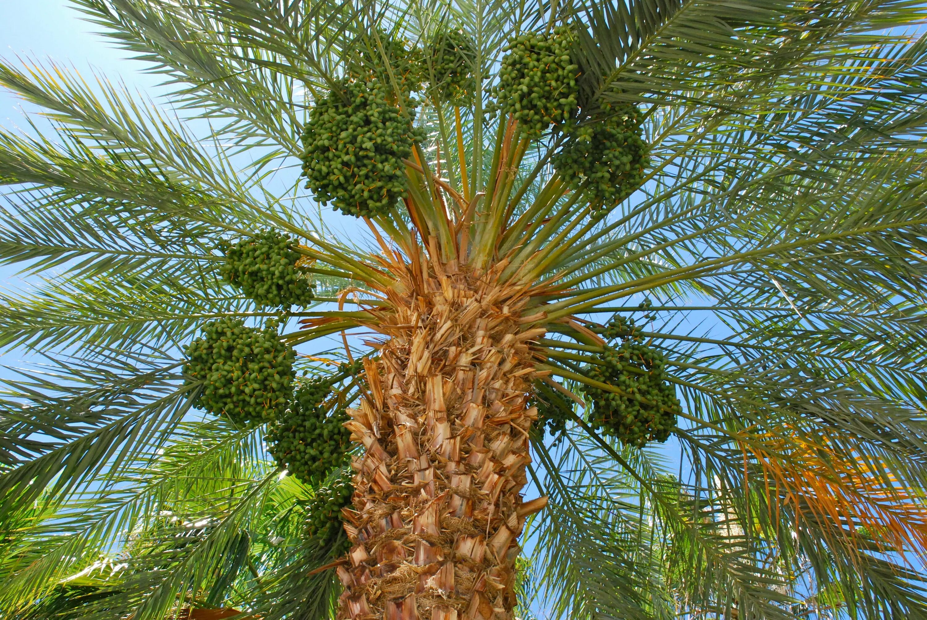 Финиковая пальма где растет природная зона. Пальма Phoenix dactylifera. Королевская финиковая Пальма. Финиковая Пальма меджул. Финиковая Пальма в Абхазии.