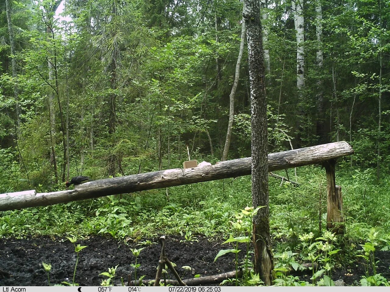 Фотографии серенаголовова. Серена головый серена серена. Дальние родственники фильм. Алекс говард сиреноголовый. Серена головы й в реальной жизни.