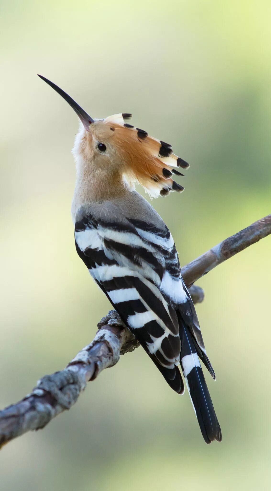 Маленькая полосатая птица. Мадагаскарский Удод. Удод Дальневосточный. Удод (Upupa Epops). Хохлатый Удод.
