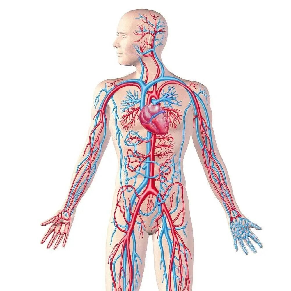 Лечение сосудов человека. Кровеносная система человека кровеносная. Кровеносная система человека анатомия. Циркуляторная система человека анатомия. Система кровообращения человека сердце и кровеносные сосуды.