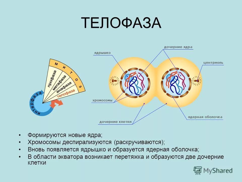 Формирование 2 ядер. Формирование 2 ядер