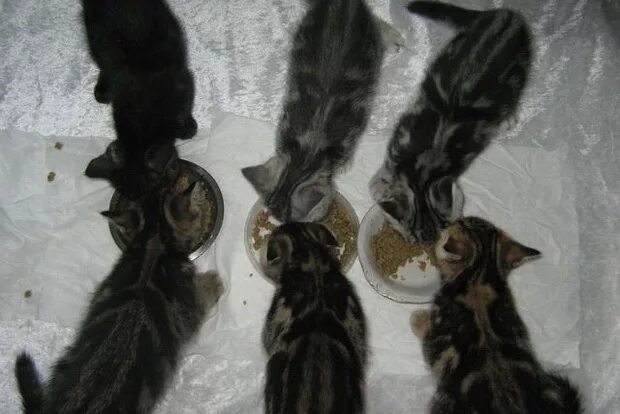 Кошки на которых нет аллергии. Британские кошки аллергенные. аллергия у бенгальских кошек. короткошерстные котята аллергия.