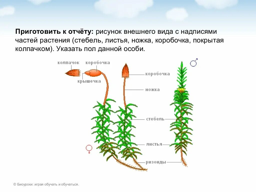 Зеленый мох кукушкин лен размножение. Кукушкин лен гаметофит. Сфагнумлен строение. Кукушкин лен размножение. Кукушкин лен жизненный цикл.