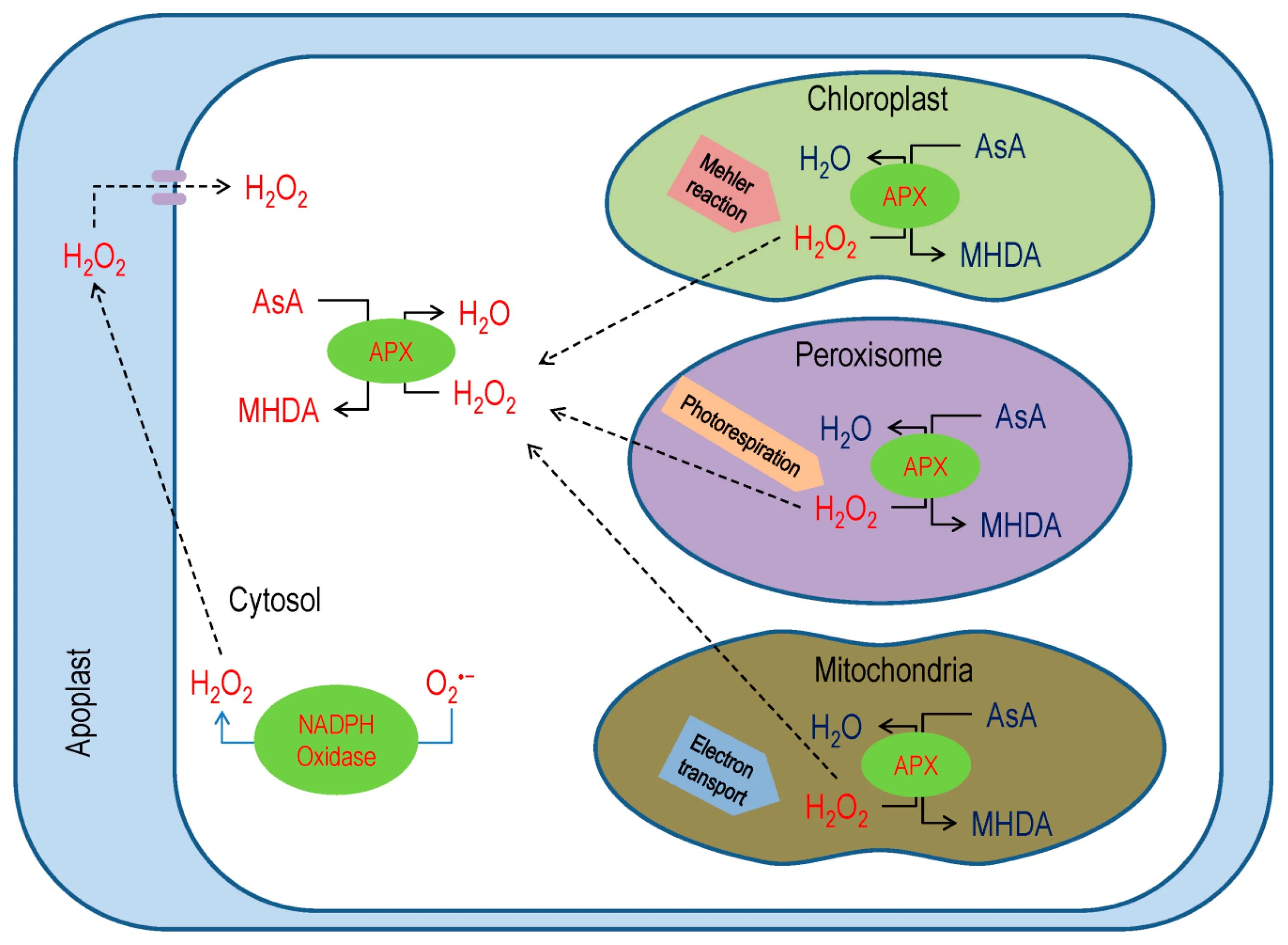 Antioxidant journal