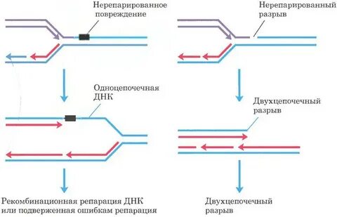 Рекомбинационная репарация