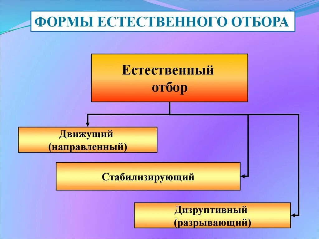 Формы естественного отбора. Формы естественного отбора движущий и стабилизирующий. Естественный отбор движущий разрывающий и. Естественный отбор и его формы (стабилизирующий, движущий).