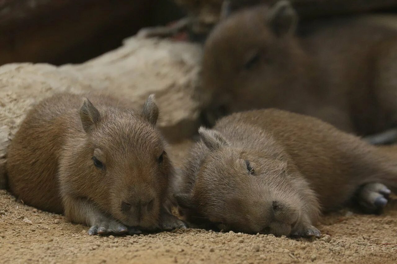 My pets capybaras. Семейство капибар. Отряд Грызуны капибара. Капибара малыш. Большая морская Свинка капибара.