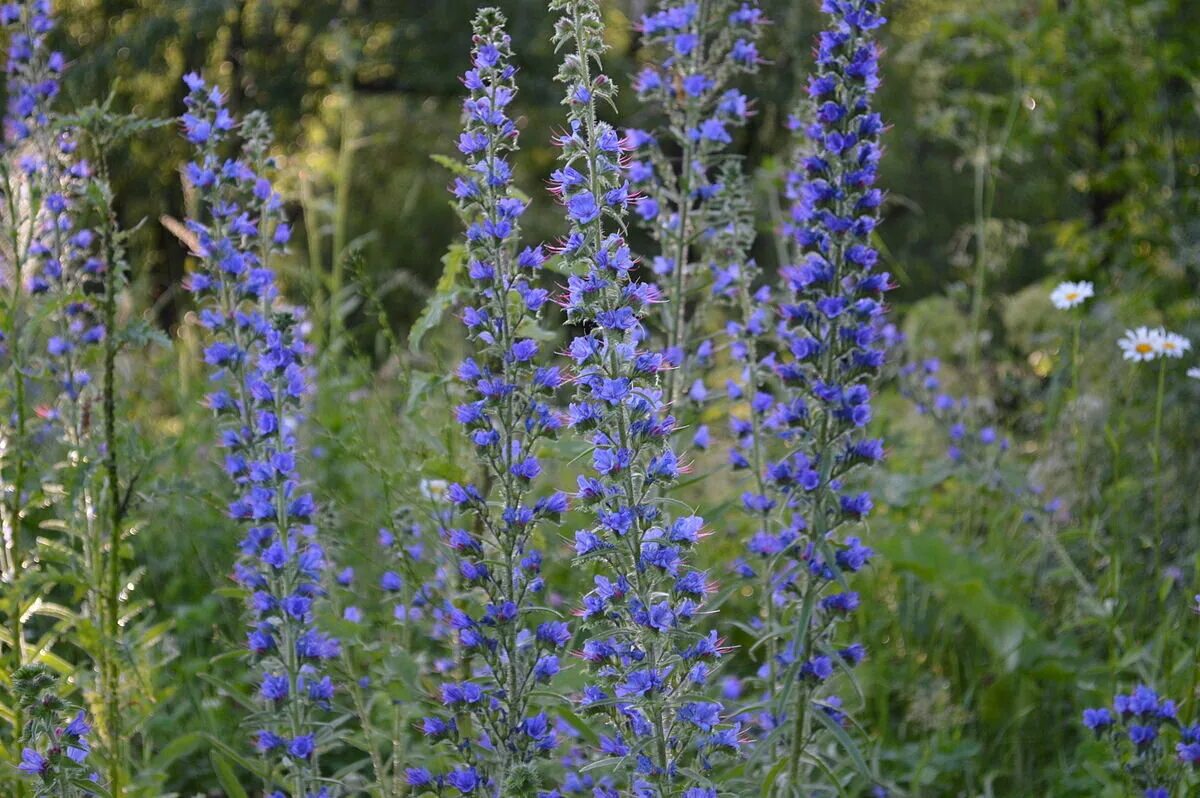 Echium vulgare синяк обыкновенный. Синяк цветок медонос. Синяк трава медонос. Синяк обыкновенный медонос.