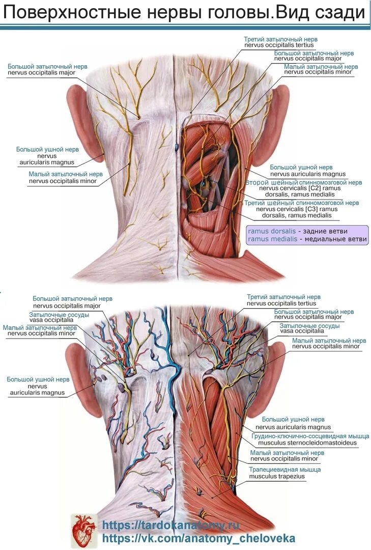 Поверхностные нервы головы. Нервыы головы. Нервы головы и шеи анатомия.