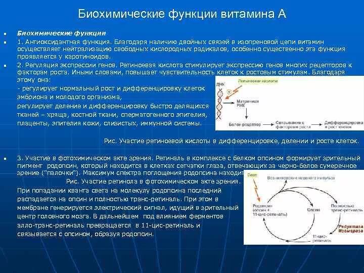 Биохимические функции витамина а. Биохимические функции. Функции витаминов биохимия. Биохимическая роль витамина с.