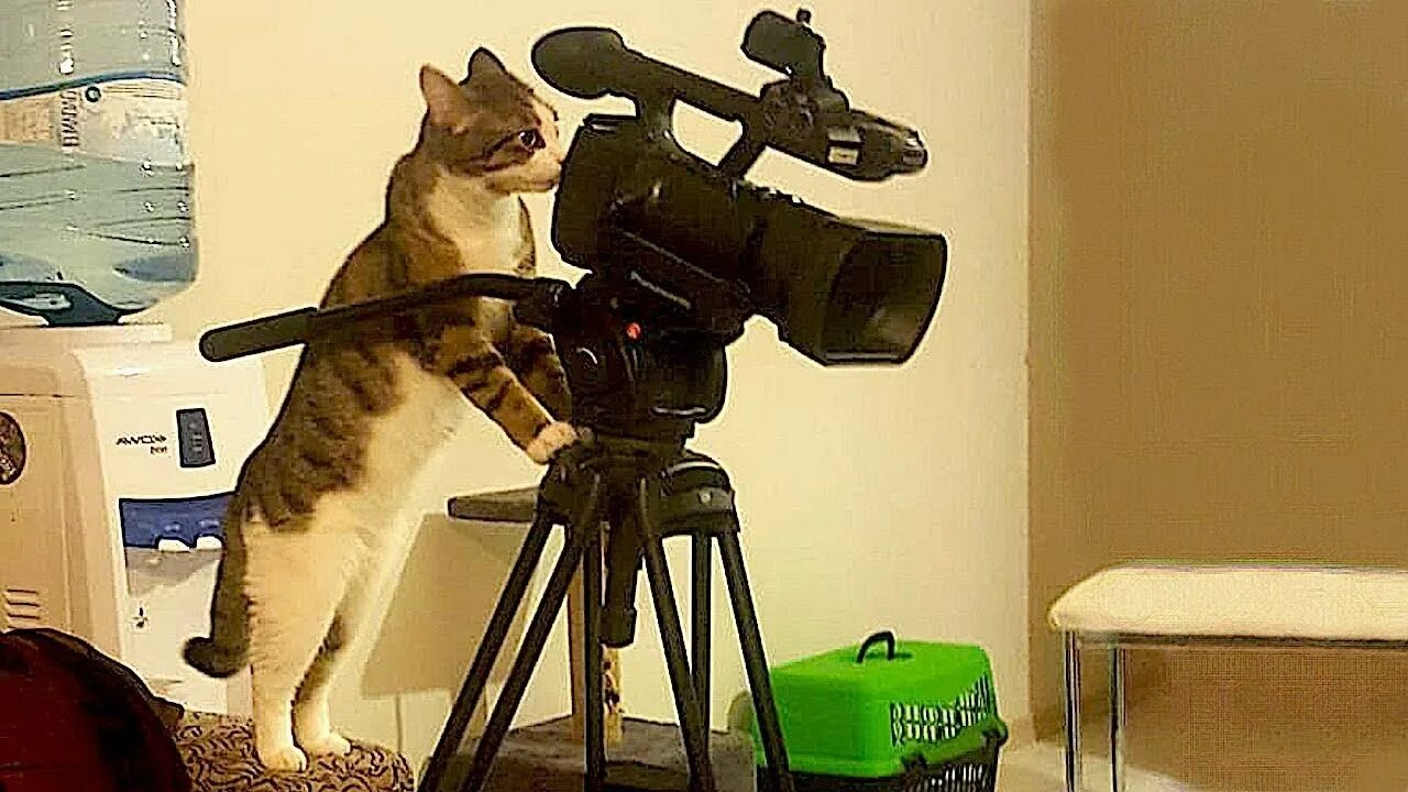 Кот режиссер. Кот с камерой. кот с фотоаппаратом. мемы с котом. кот с видеокамерой.