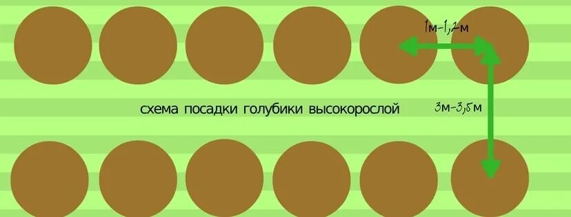 Посадка голубики схема посадки. Схема посадки голубики расстояние между кустами. Схема посадки голубики садовой высокорослой. Посадка голубики расстояние между кустами. На каком расстоянии сажать голубику друг