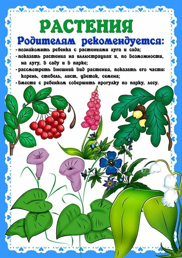 Растения для дошкольников. Цветы рекомендации для родителей. Тема недели растительный мир. Рекомендации по теме растения. Информация для родителей детский сад картинки