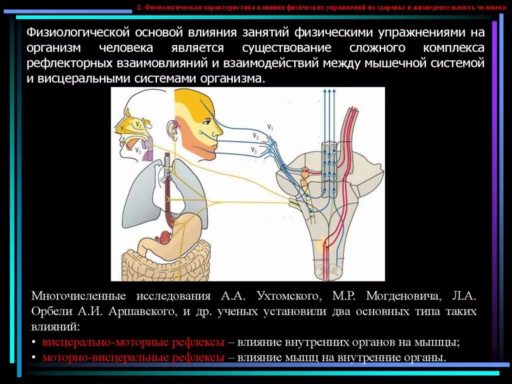 Физиологические основы занятий физическими упражнениями. Физические упражнения и их физиологическое воздействие на организм. Физиологические параметры человека. Физиологическая основа действия.