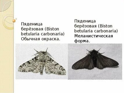 Пример индустриального меланизма