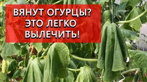 У огурцов вянут