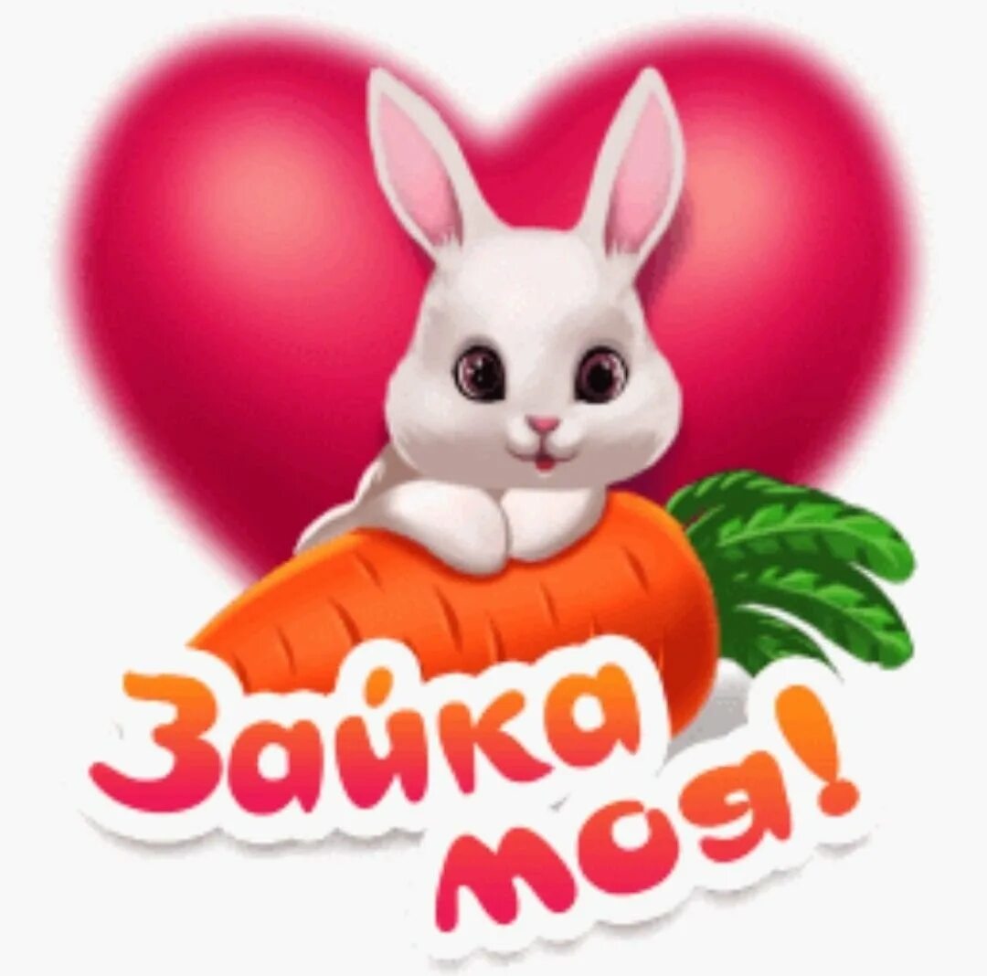 Самбука зая люблю тебя