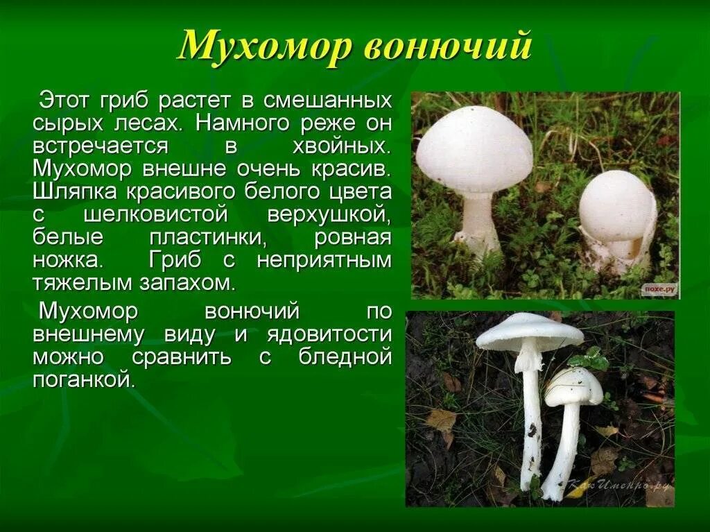 Где обитает поганка. Гриб шампиньоны гриб бледная поганка. белая поганка мухомор вонючий. опасный гриб бледная поганка. мухомор и бледная поганка.