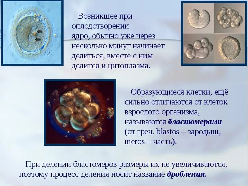 Что образуется при оплодотворении. Индивидуальное развитие организма презентация. клетка возникающая при оплодотворении. клетки образующиеся при делении зиготы. самые маленькие клетки в организме человека.