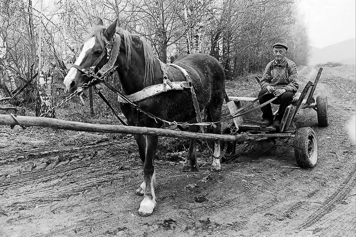 повозка с лошадью. телега с лошадью. тарантас для лошадей 18 век в россии. передние подводы. передние подводы.