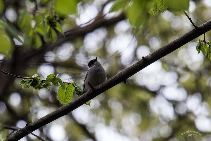 А. Шум весеннего леса. Голоса весеннего леса. Голоса весеннего леса. А.