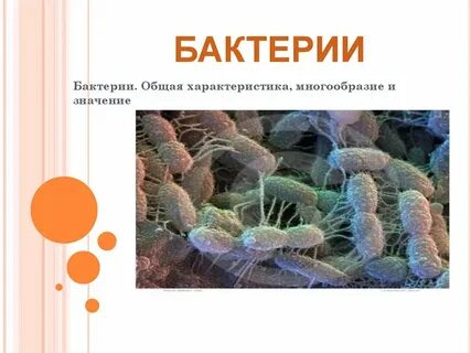 Бактерии 3 класс окружающий мир 21 век