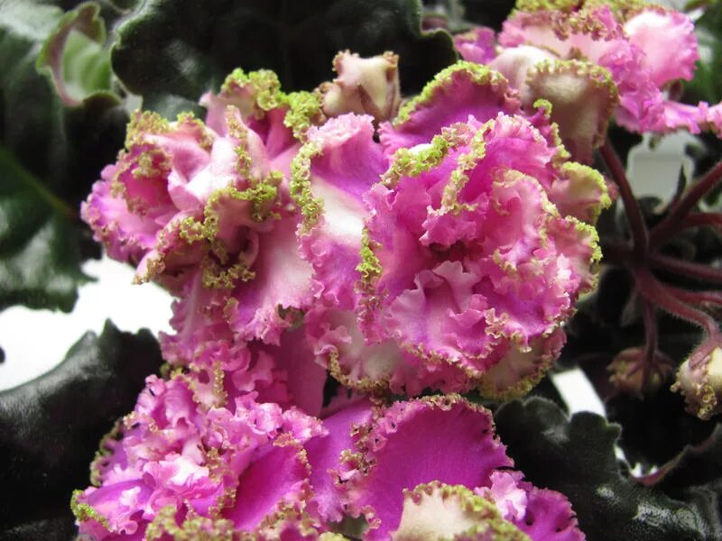 фиалка фуксиевое кружево. фиалка emerald lace. фиалка ле энигма. ле фуксиевое кружево спорт. фиалка фуксиевое кружево.