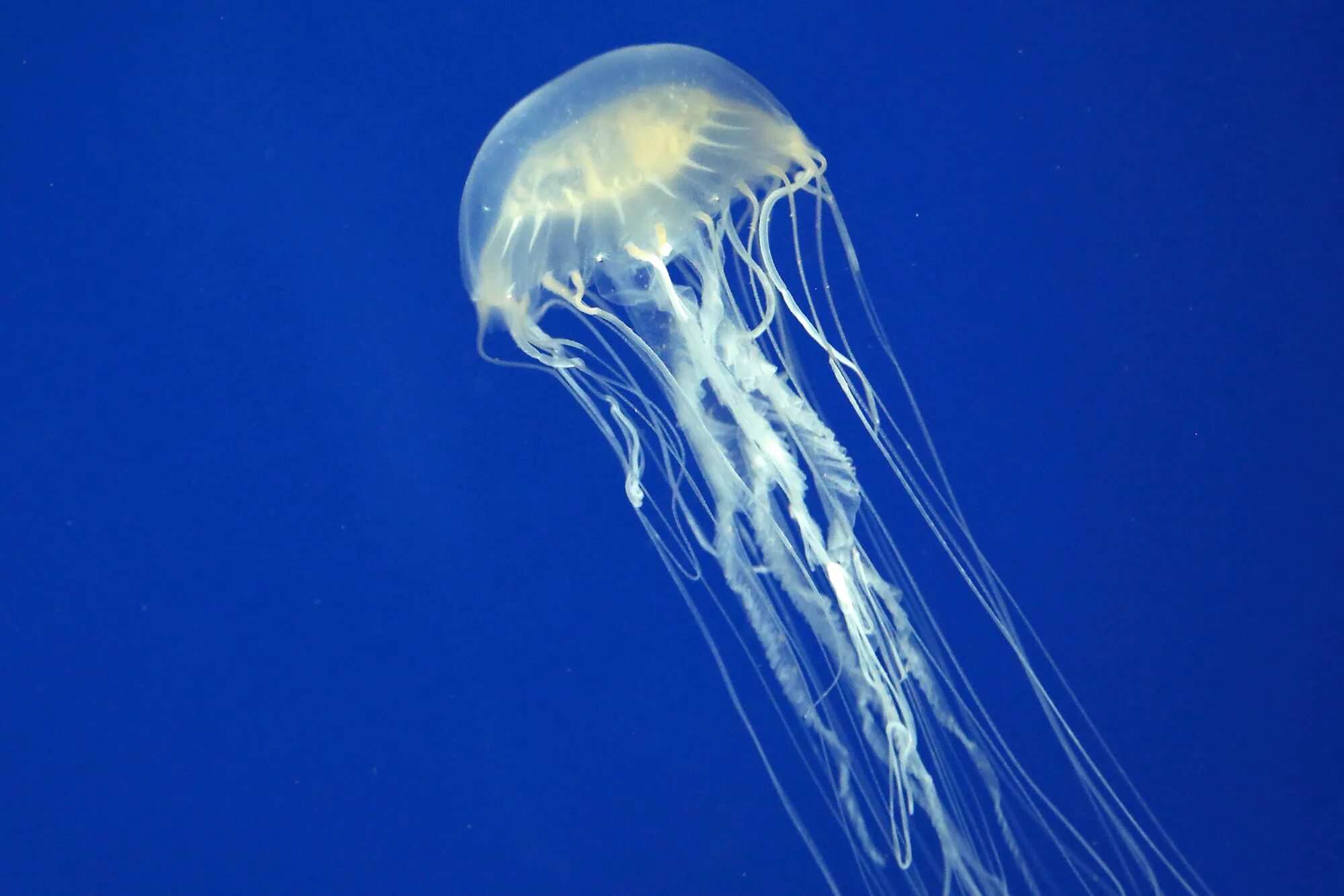 Кубомедуза морская Оса. Chironex fleckeri медуза. Коробчатая медуза кубомедуза. Австралийская Оса медуза. Медуза не умеет плавать в ночи