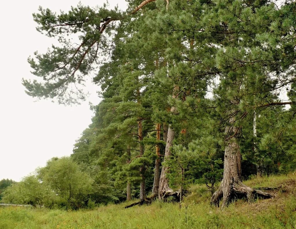 мститель русский лес