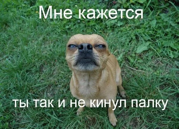 Кинуть палку. Собака принесла девушке палку. Кидать палку. Кинуть палочку. Кинуть палку.