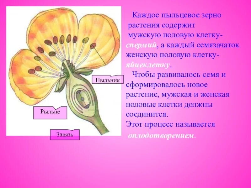 Пыльцевое зерно пыльника. Женская половая клетка у растений. Пыльцевое зерно цветкового растения это. Пыльцевое зерно.