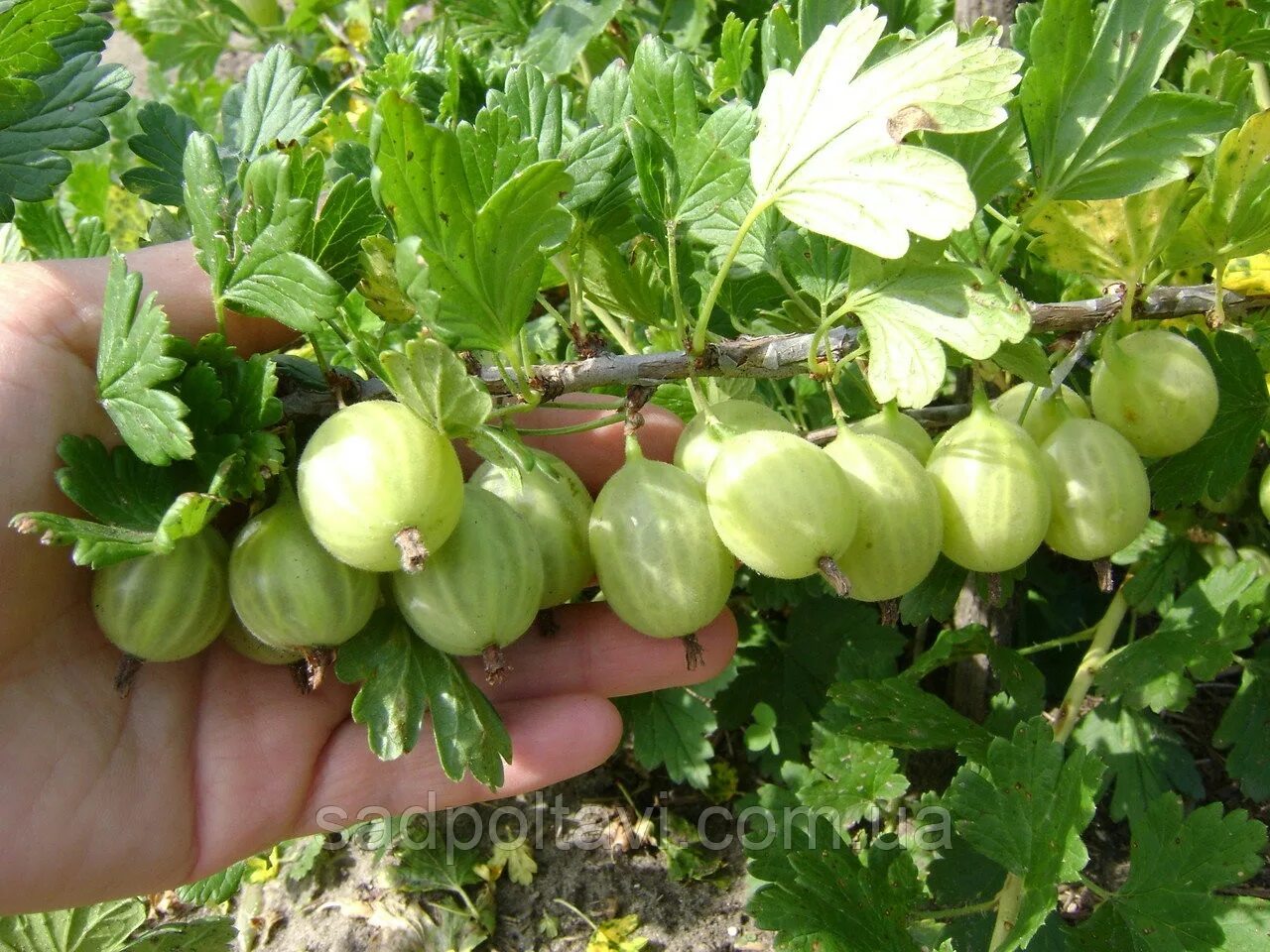крыжовник пушкинский. крыжовник сорт колобок. крыжовник бесшипный колобок. крыжовник сорта отзывы. крыжовник сорта отзывы.