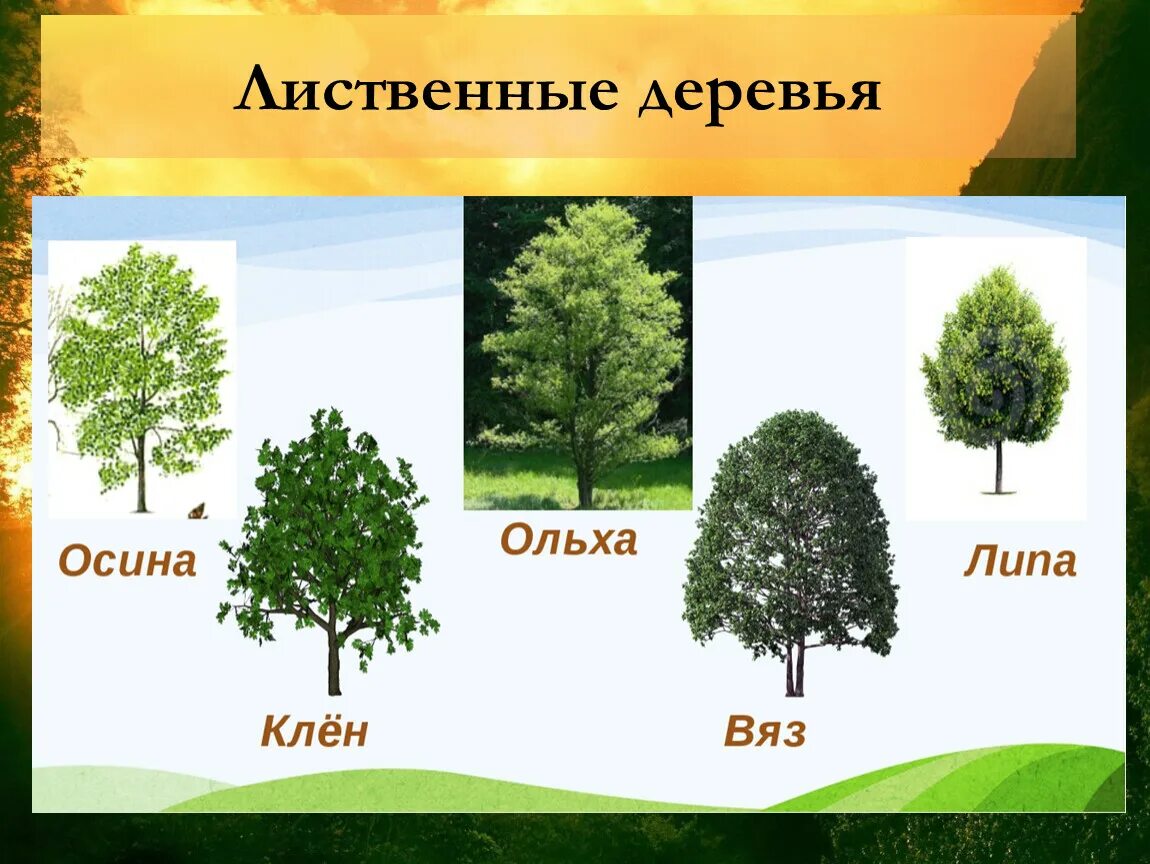 Какая порода деревьев лучше. Лиственные деревья береза осина липа клен дуб. Береза, липа, ольха, осина. Деревья ольха липа осина. Лиственные деревья клен дуб береза.