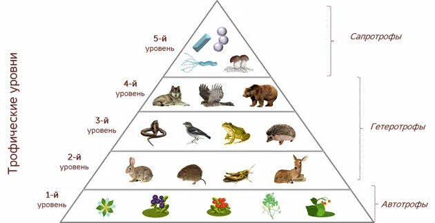 Организмы 1 5 трофических уровней. Пищевая цепочка трофические уровни. Трофические уровни в цепи питания. Трофические уровни экосистемы. Трофические уровни в цепи питания таблица.