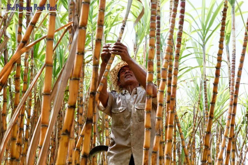 Колумбия плантации сахарного тростника. Куба сахарный тростник плантации. Сахарный тростник в Бразилии. Гавайи сахарный тростник.